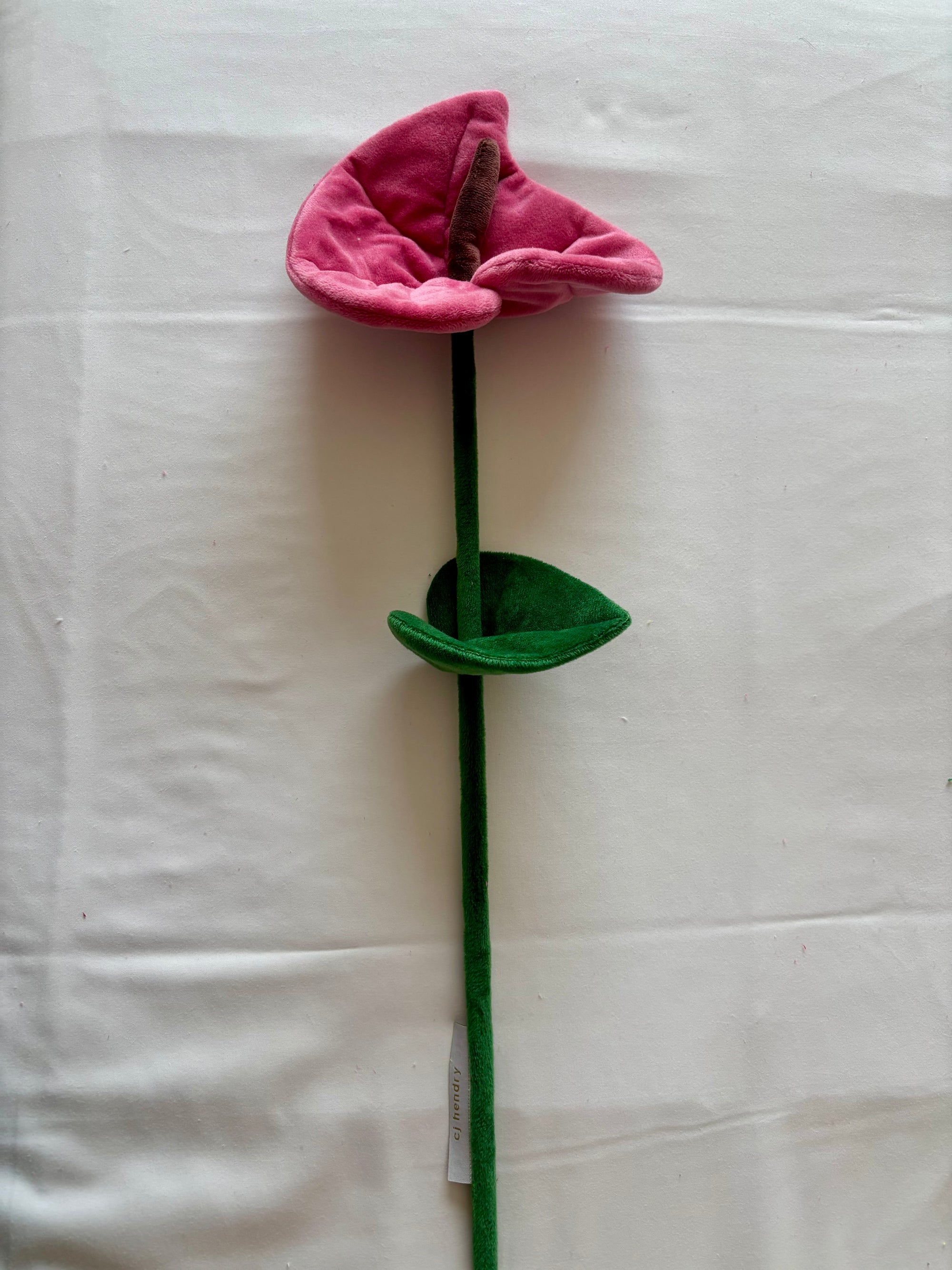Dusty pink peace lily  CJ Hendry stem from Singapore Flower Market