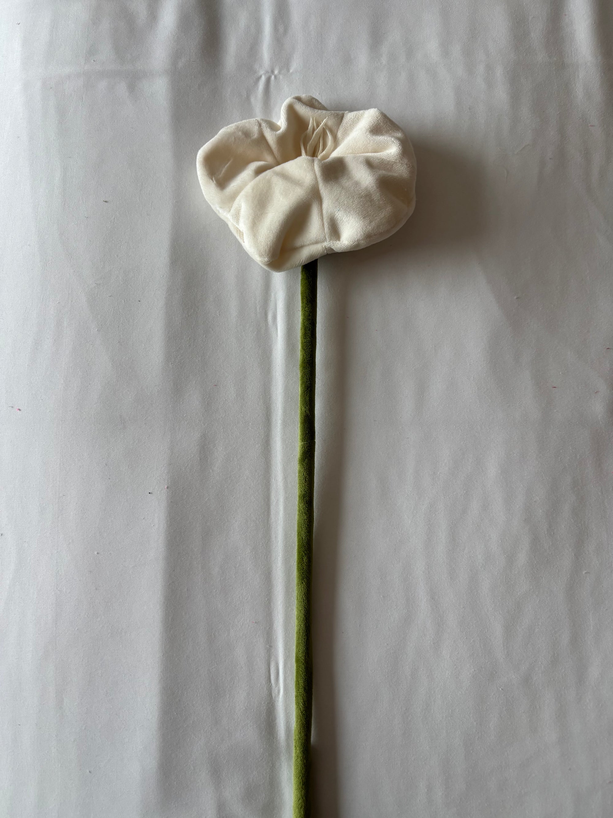 Cream poppy CJ Hendry stem from Singapore Flower Market