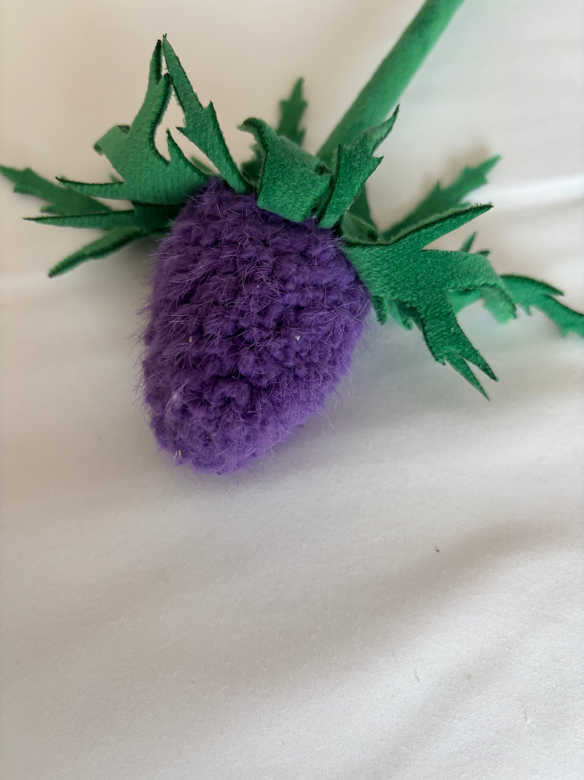 Purple Thistle CJ Hendry stem from Singapore Flower Market