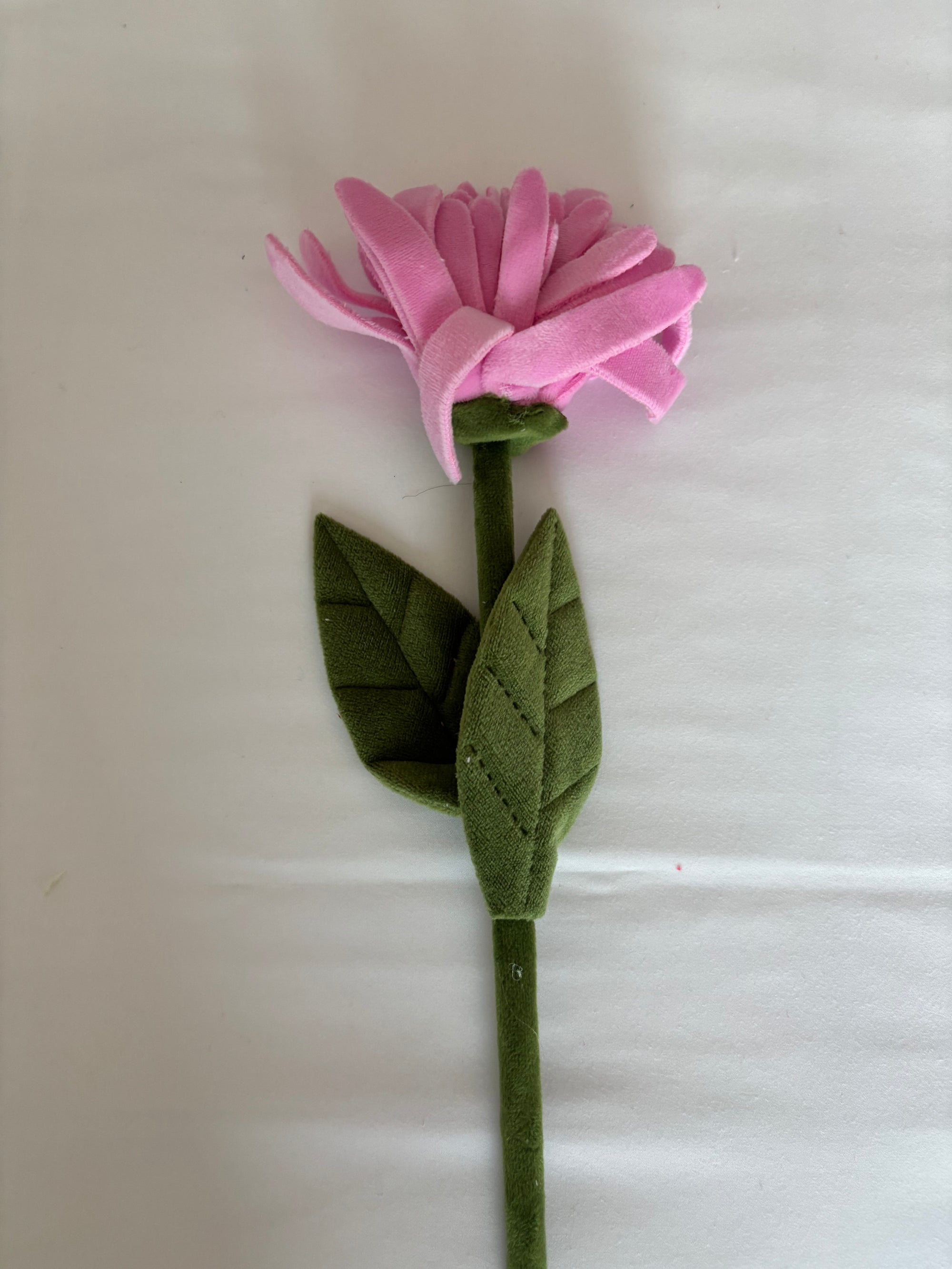 Candy pink gerbra CJ Hendry stem from Singapore Flower Market
