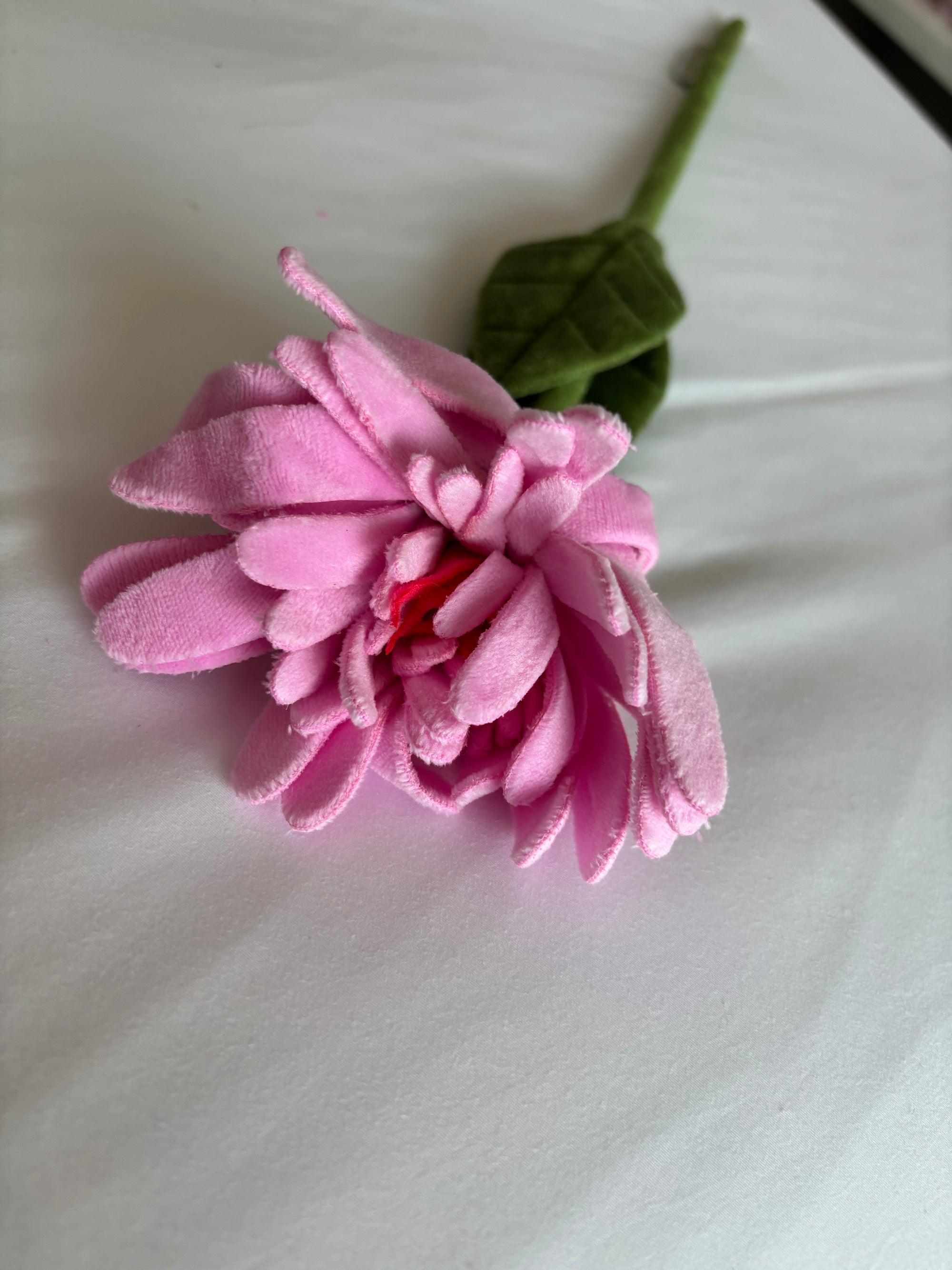 Candy pink gerbra CJ Hendry stem from Singapore Flower Market
