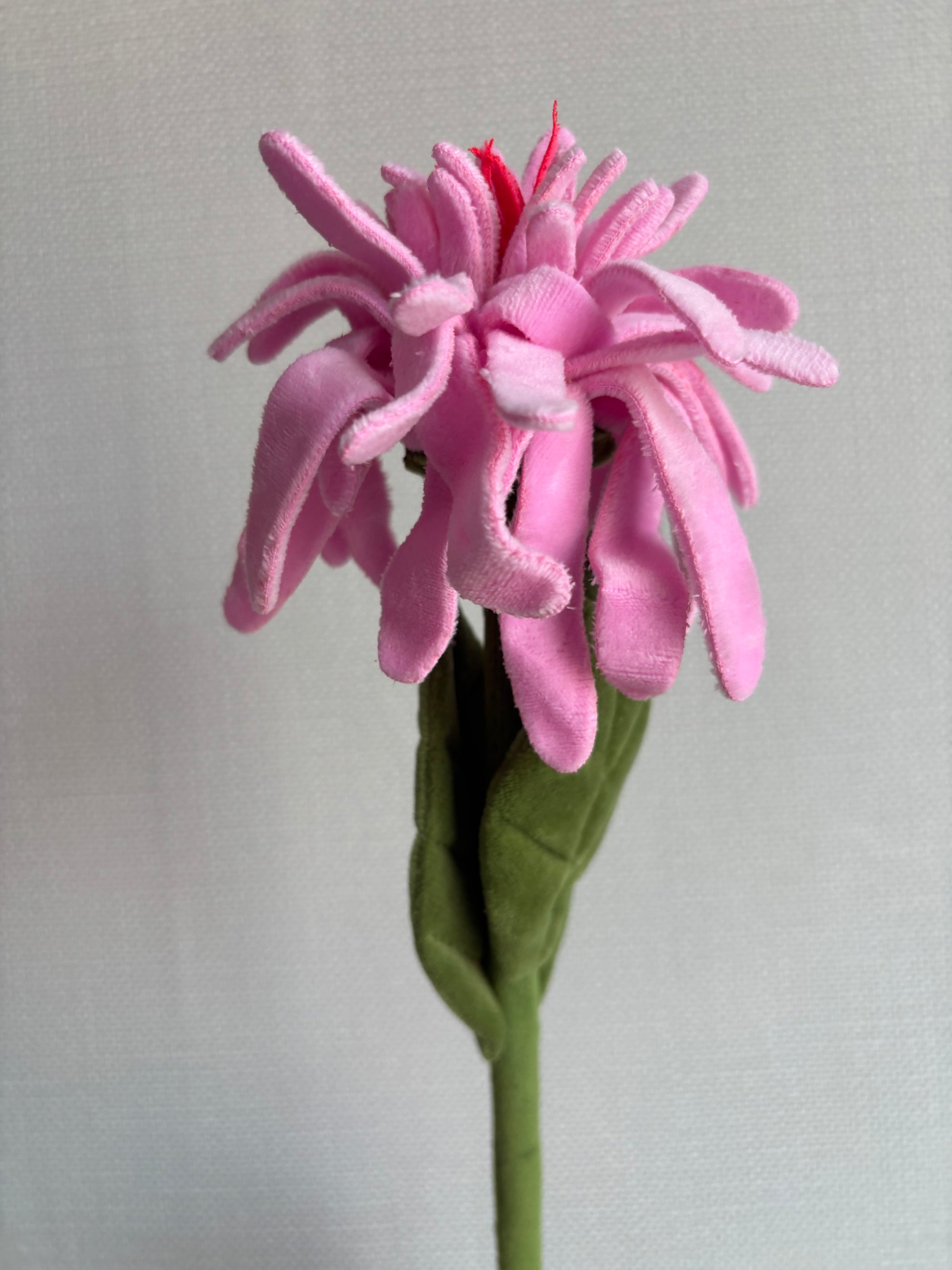 Candy pink gerbra CJ Hendry stem from Singapore Flower Market