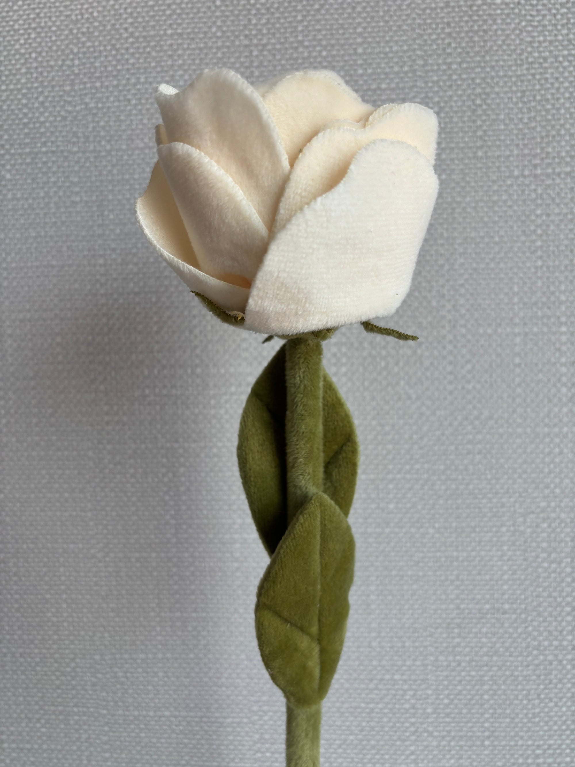 Cream open rose CJ Hendry stem from Singapore Flower Market