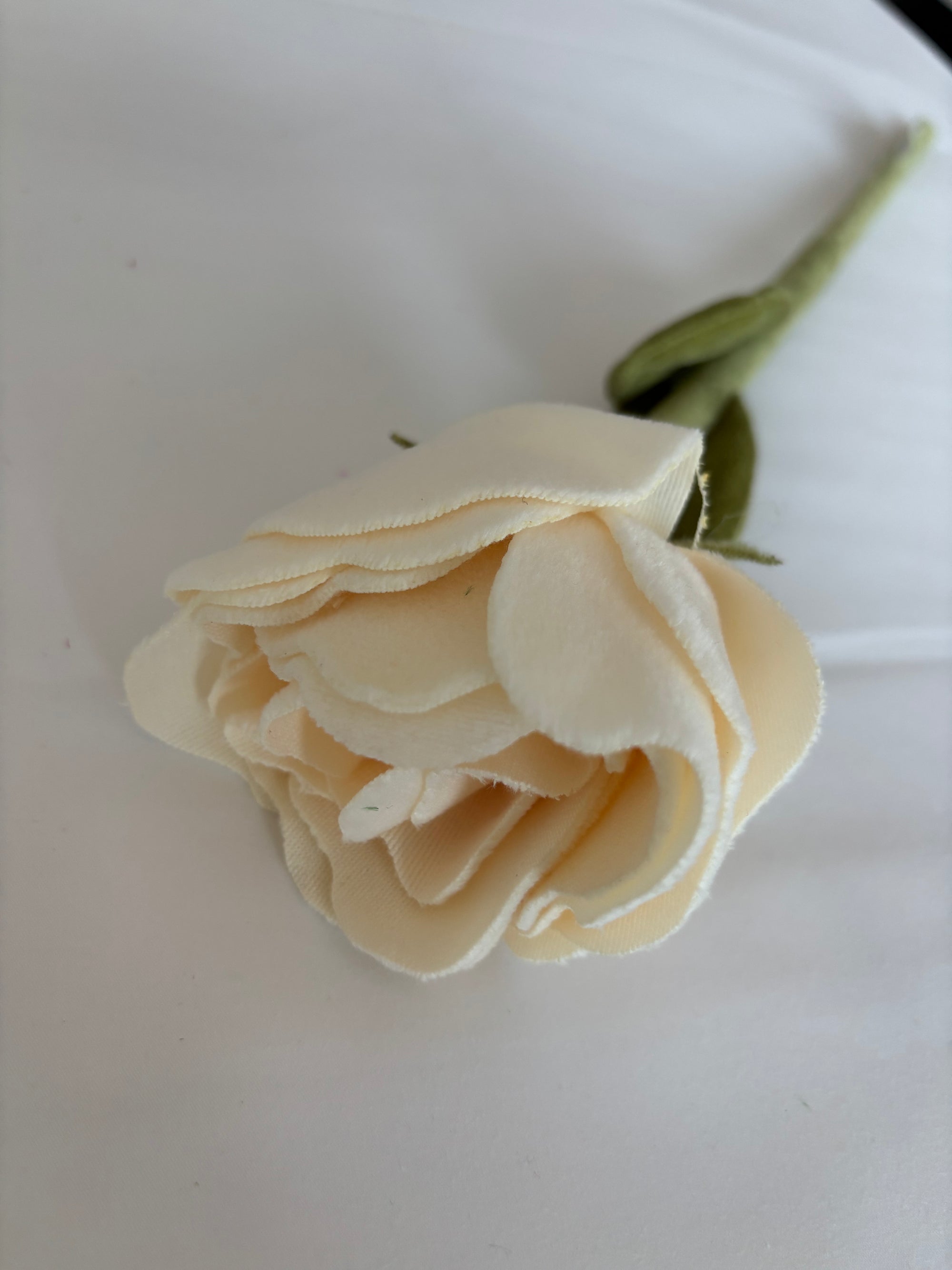 Cream open rose CJ Hendry stem from Singapore Flower Market