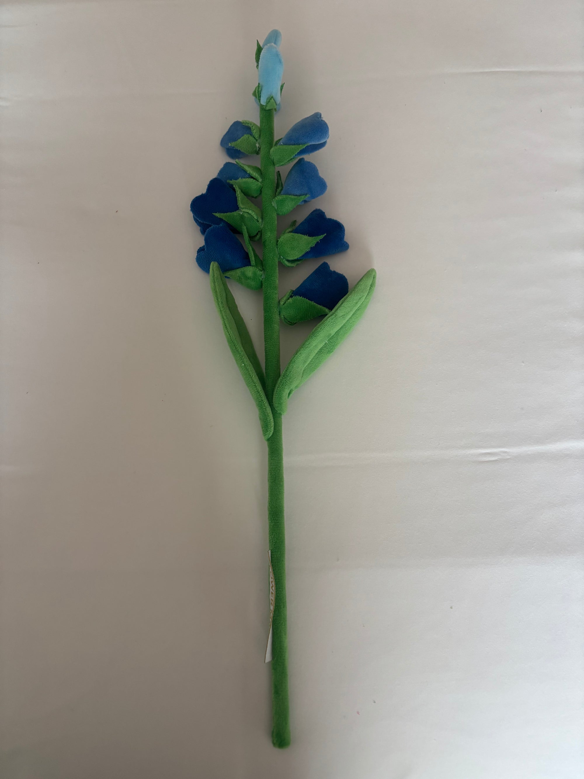 Bluebells CJ Hendry stem from Singapore Flower Market
