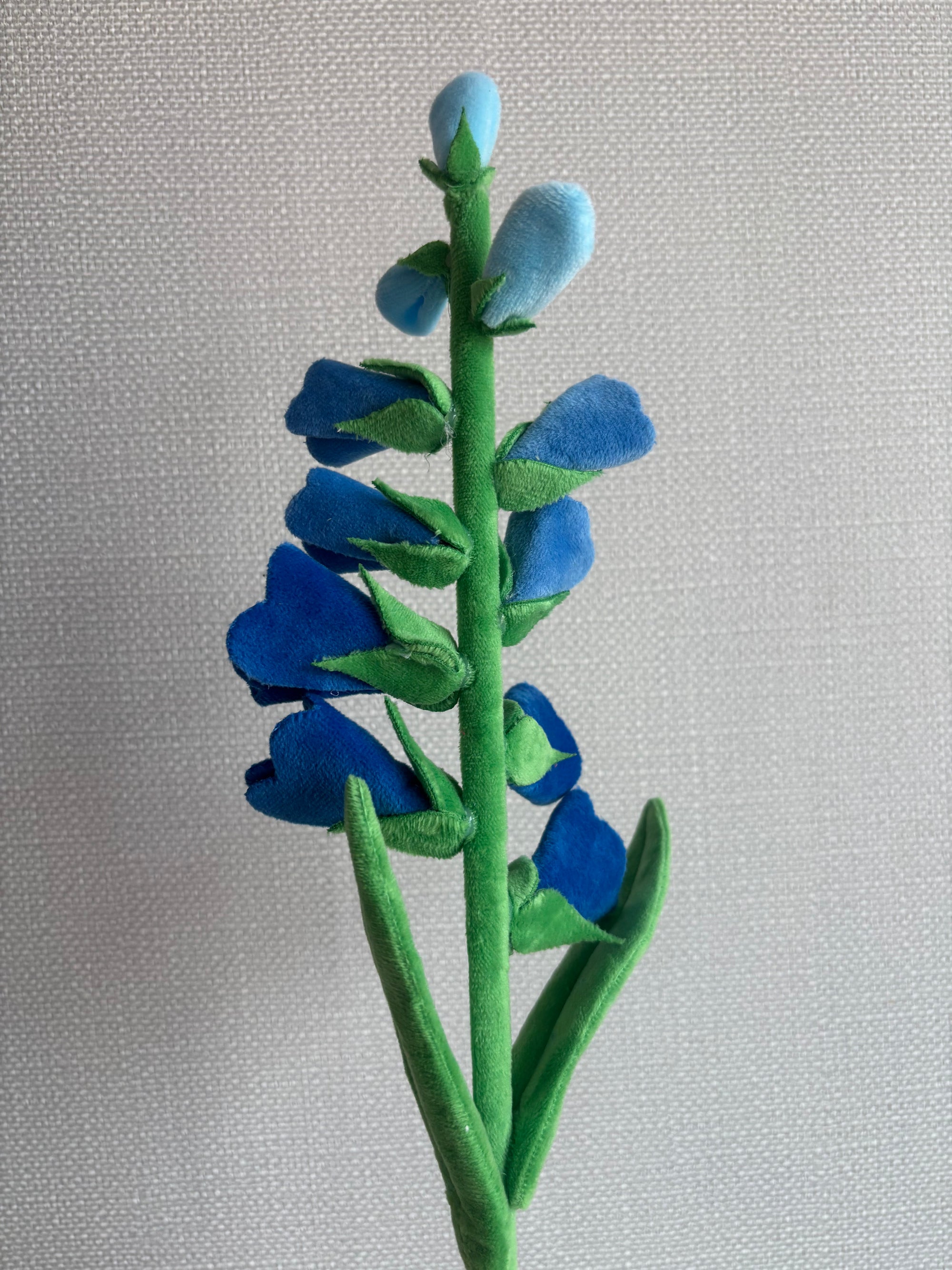 Bluebells CJ Hendry stem from Singapore Flower Market