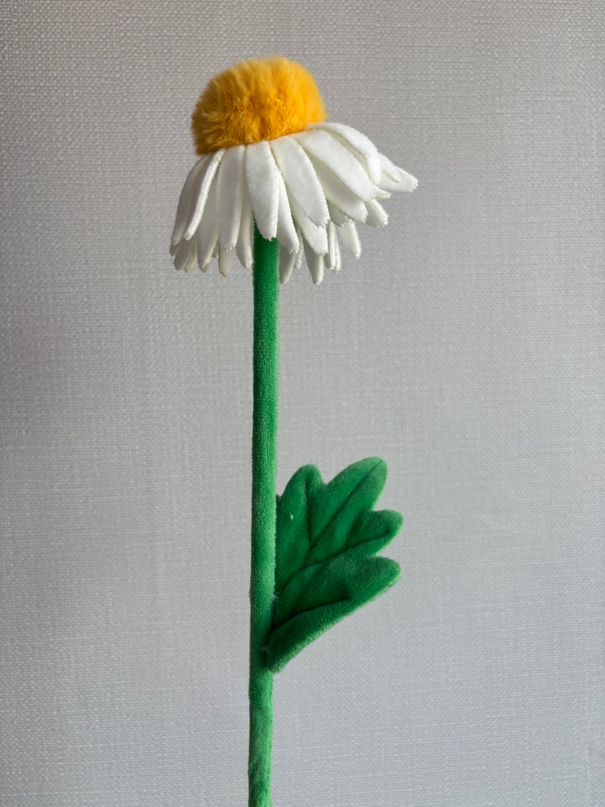 Daisy CJ Hendry stem from Singapore Flower Market
