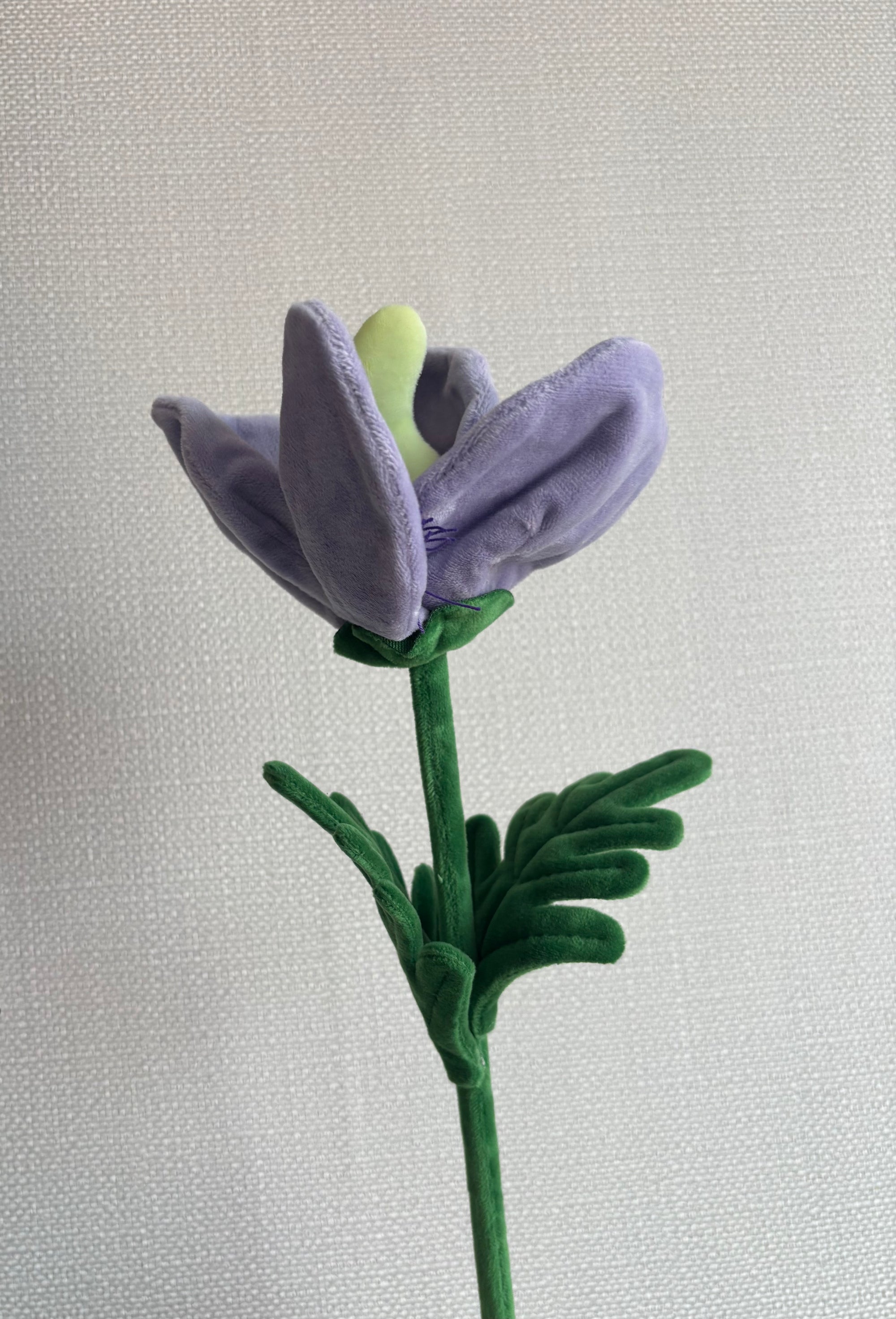 Liliac flower with green stem  CJ Hendry stem from Singapore Flower Market