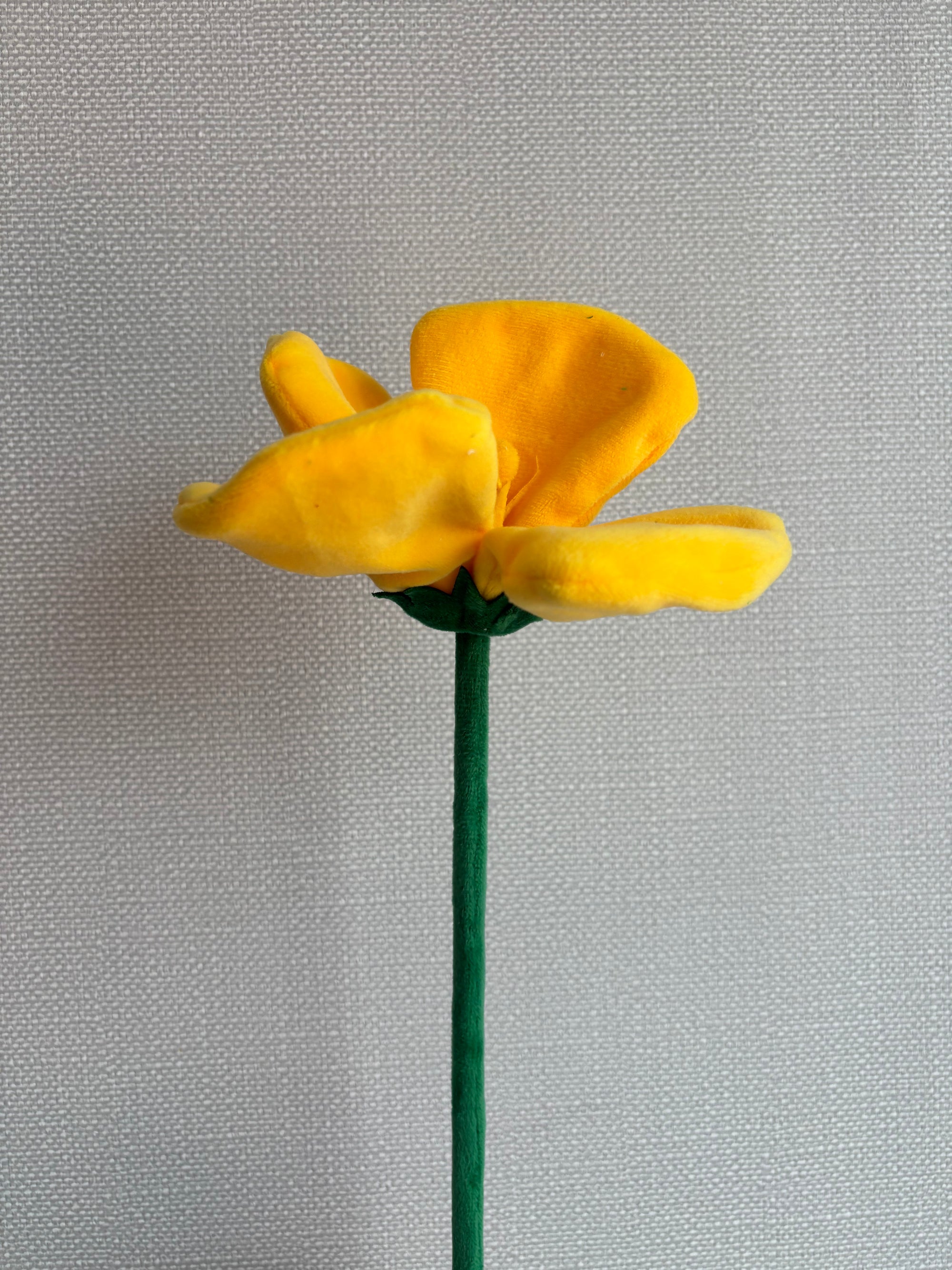 Yellow flower  CJ Hendry stem from Singapore Flower Market