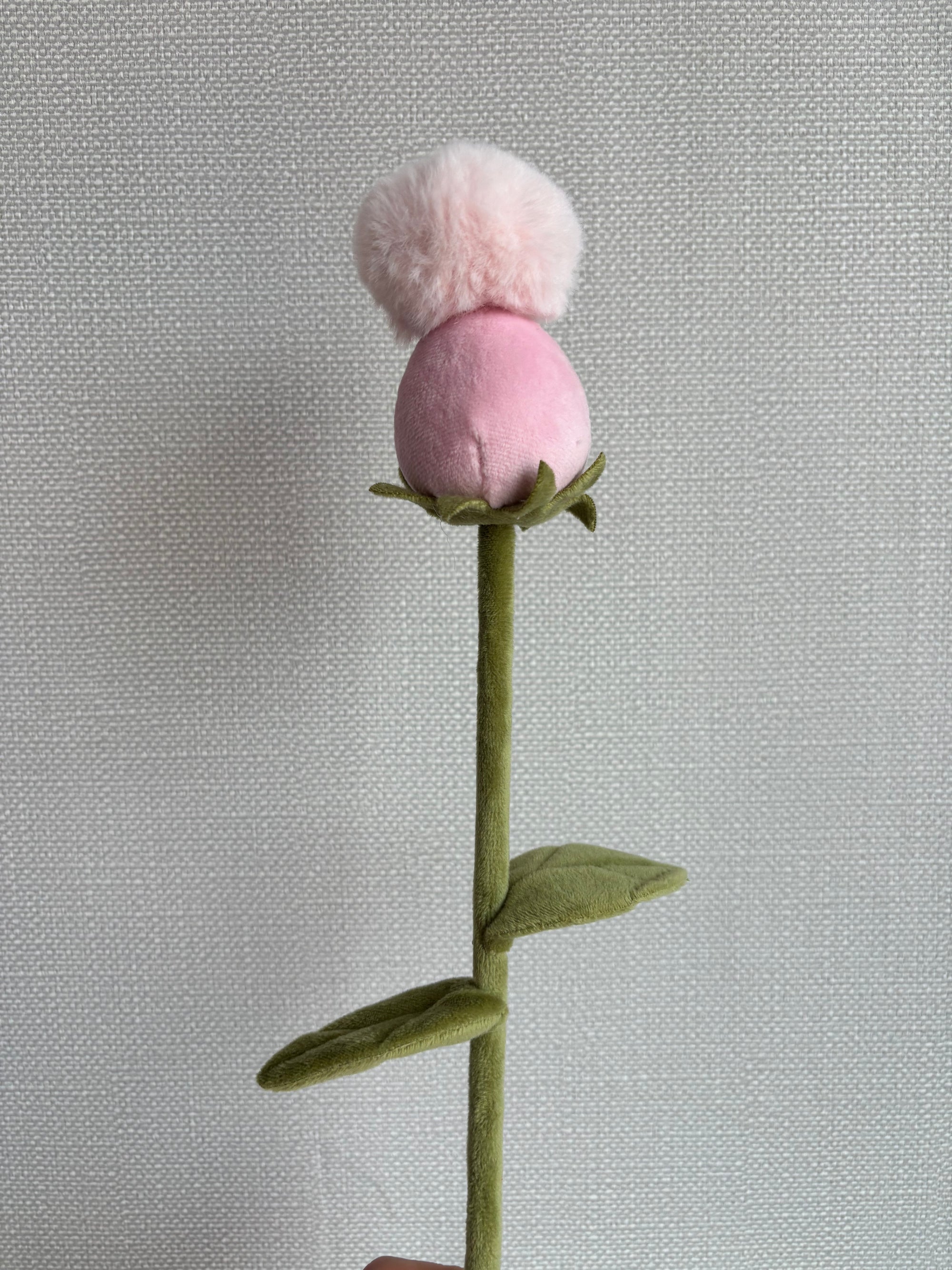 Blush double pom pom CJ Hendry stem from Singapore Flower Market