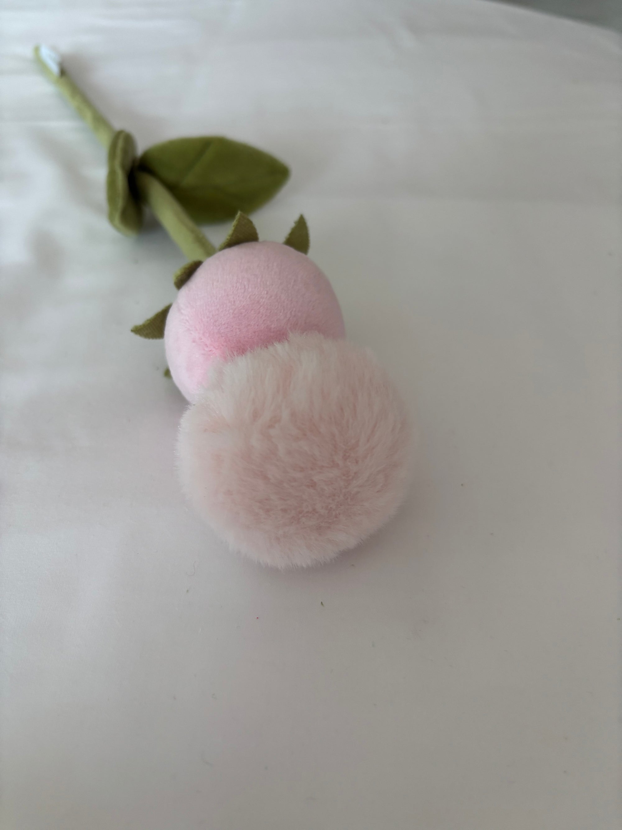 Blush double pom pom CJ Hendry stem from Singapore Flower Market