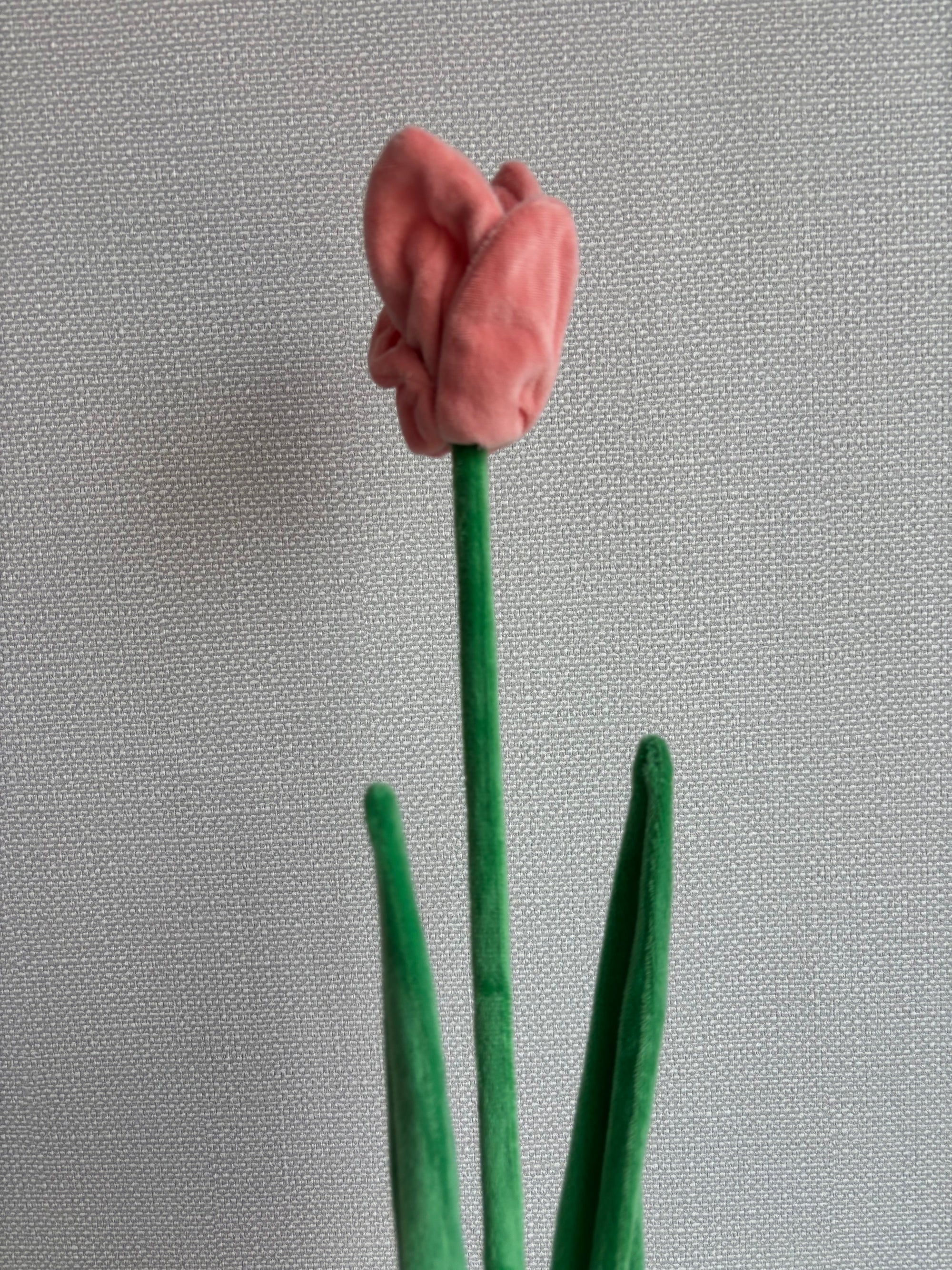 Peach tulip CJ Hendry stem from Singapore Flower Market