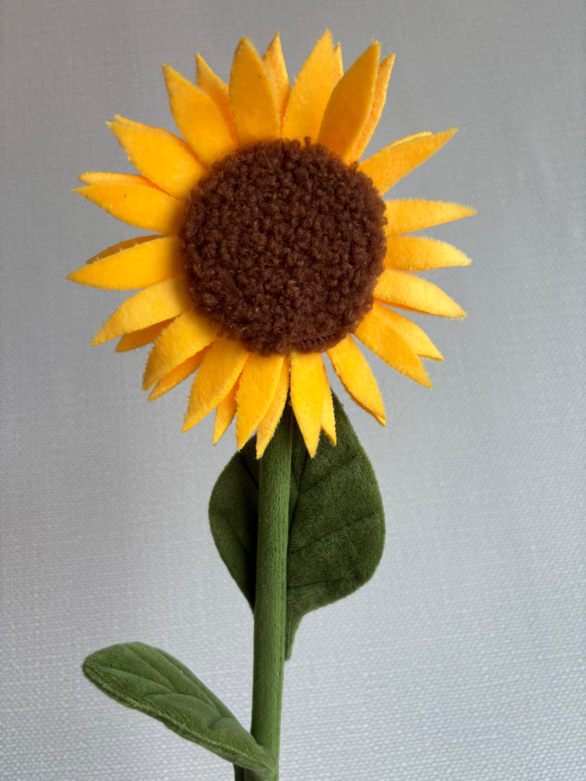 Sunflower CJ Hendry stem from Singapore Flower Market