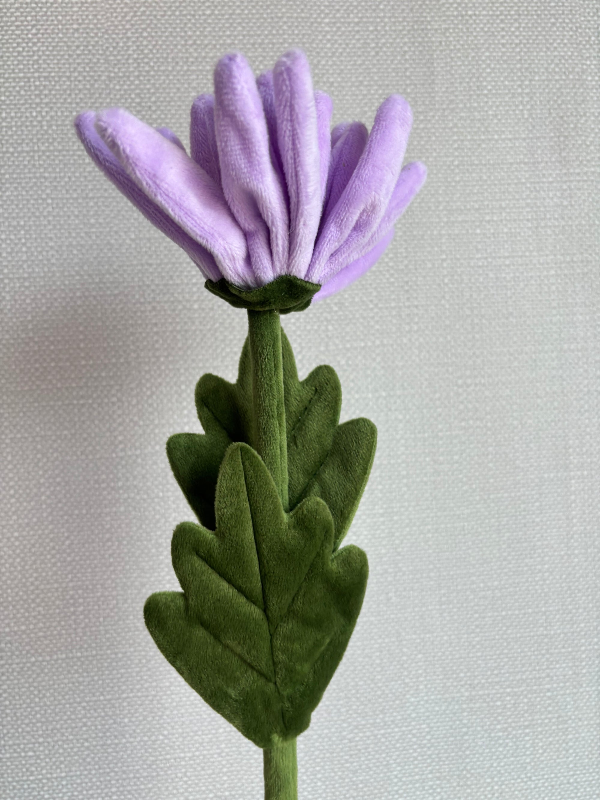 Purple CJ Hendry stem from Singapore Flower Market