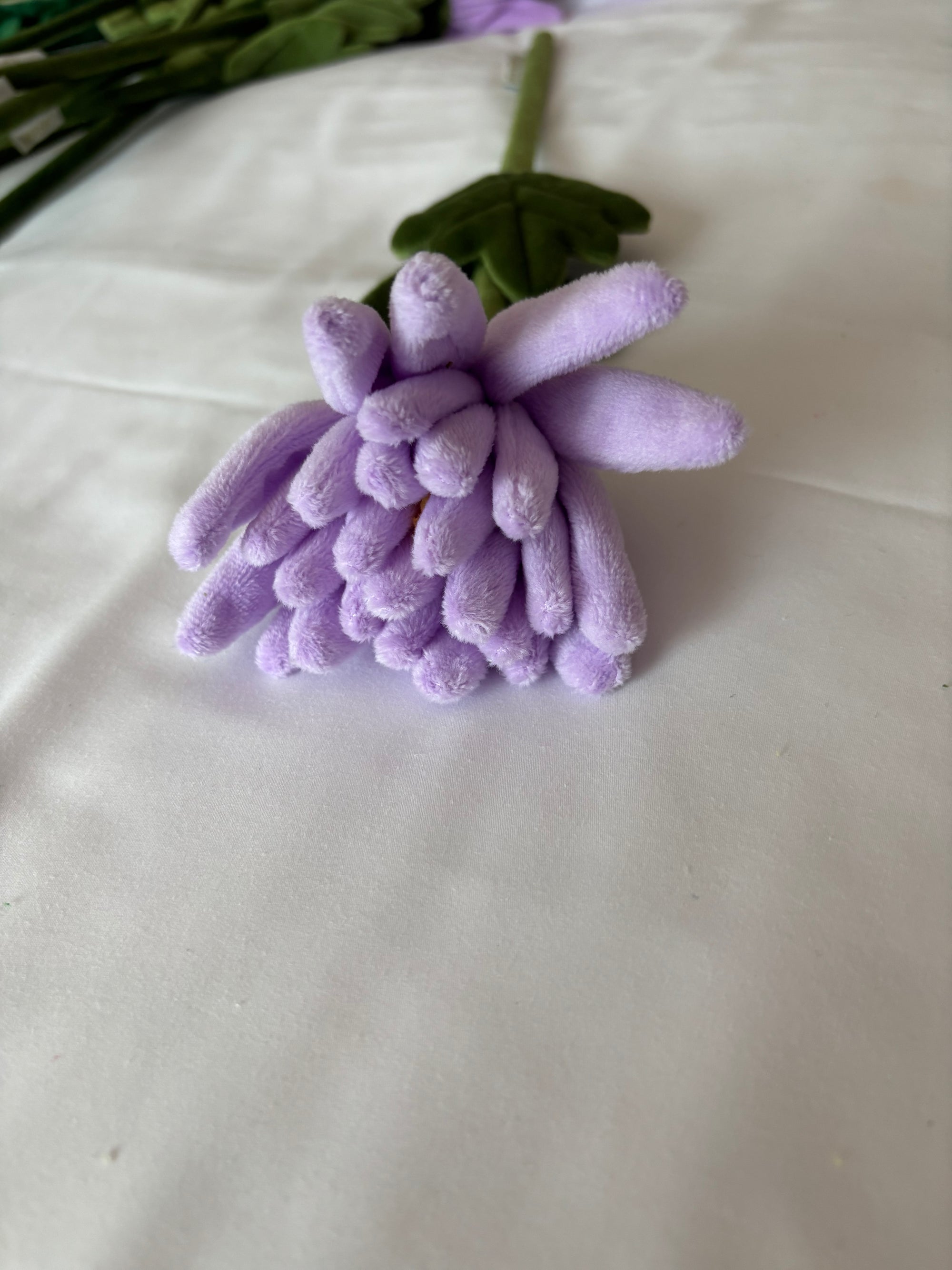 Purple CJ Hendry stem from Singapore Flower Market