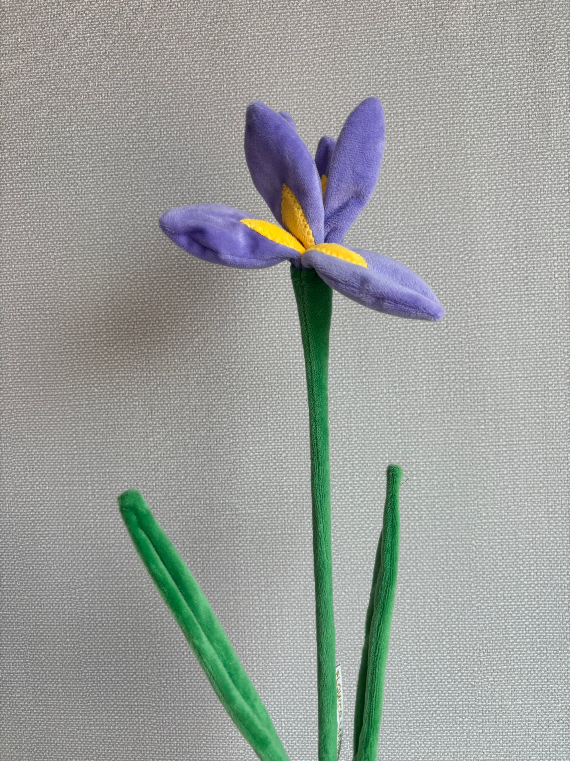 Iris CJ Hendry stem from Singapore Flower Market