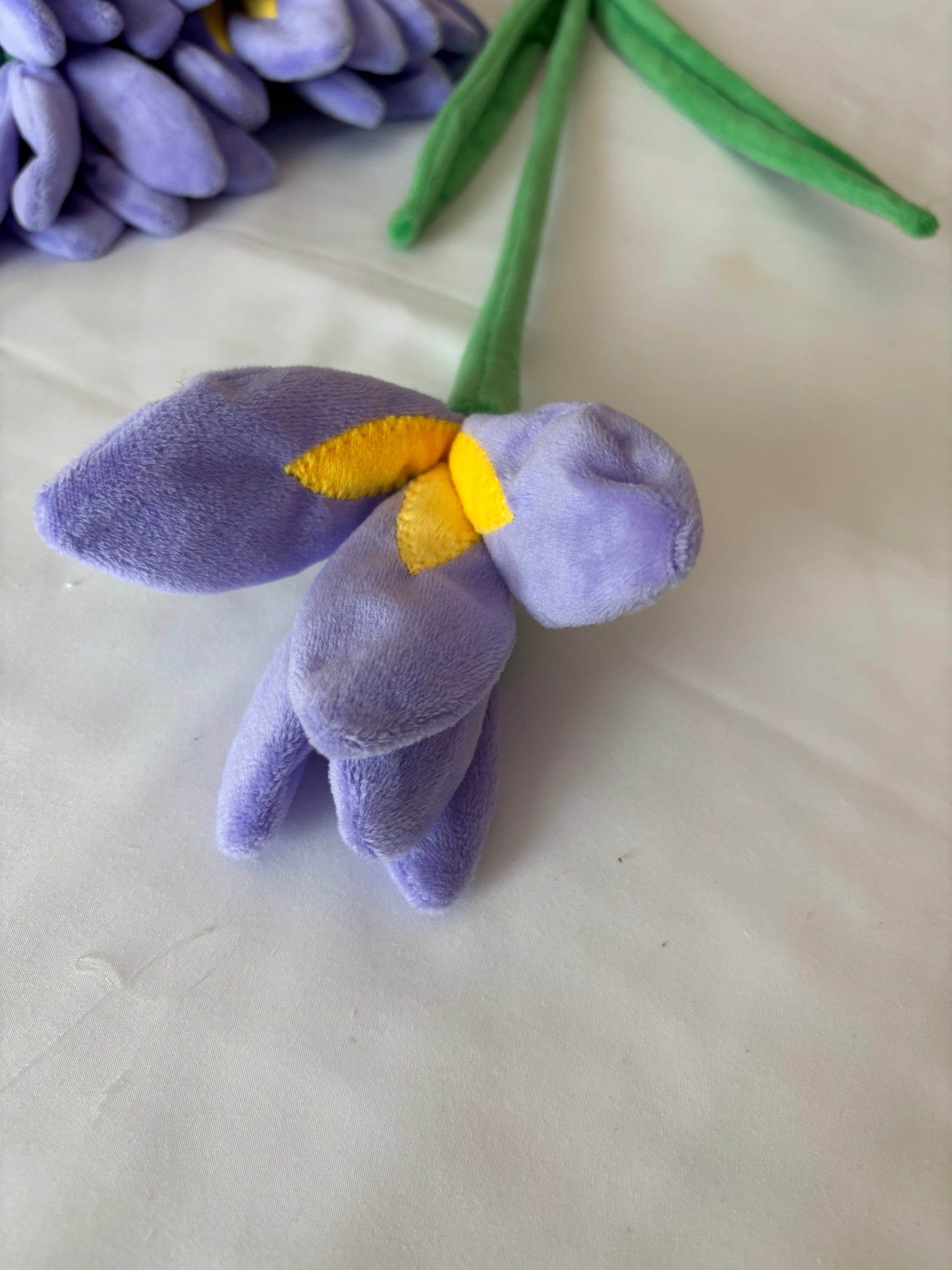 Iris CJ Hendry stem from Singapore Flower Market
