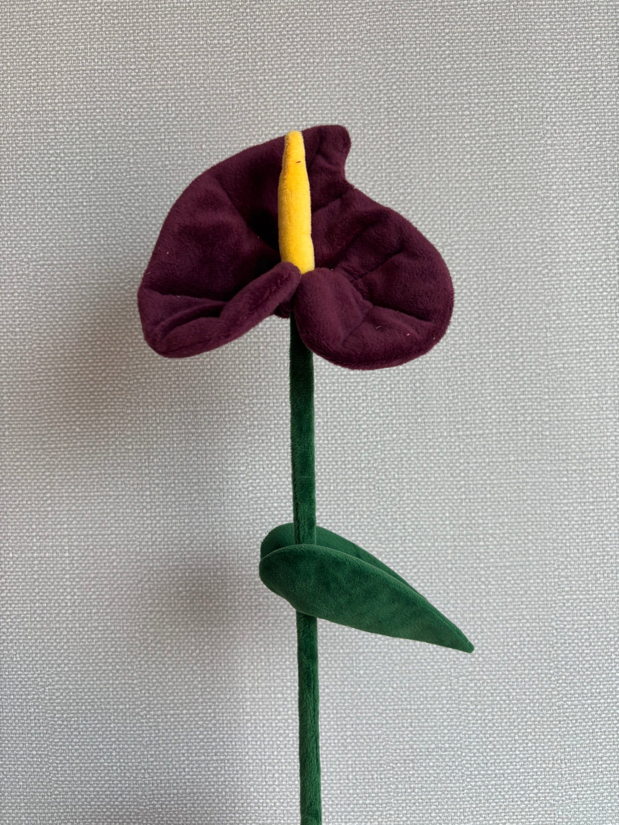 Dark peace lilly Hendry stem from Singapore Flower Market