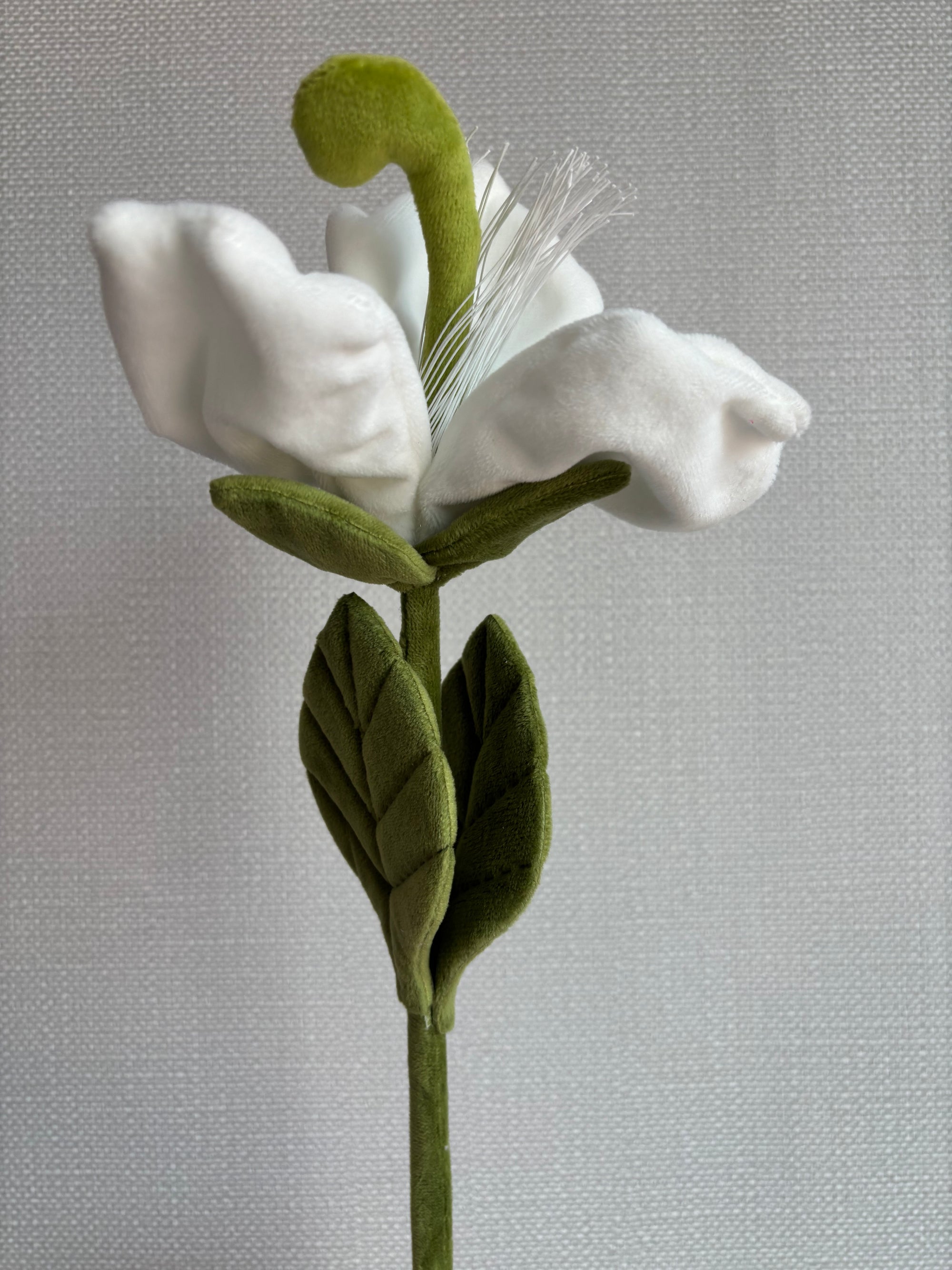 Creamy white CJ Hendry stem from Singapore Flower Market