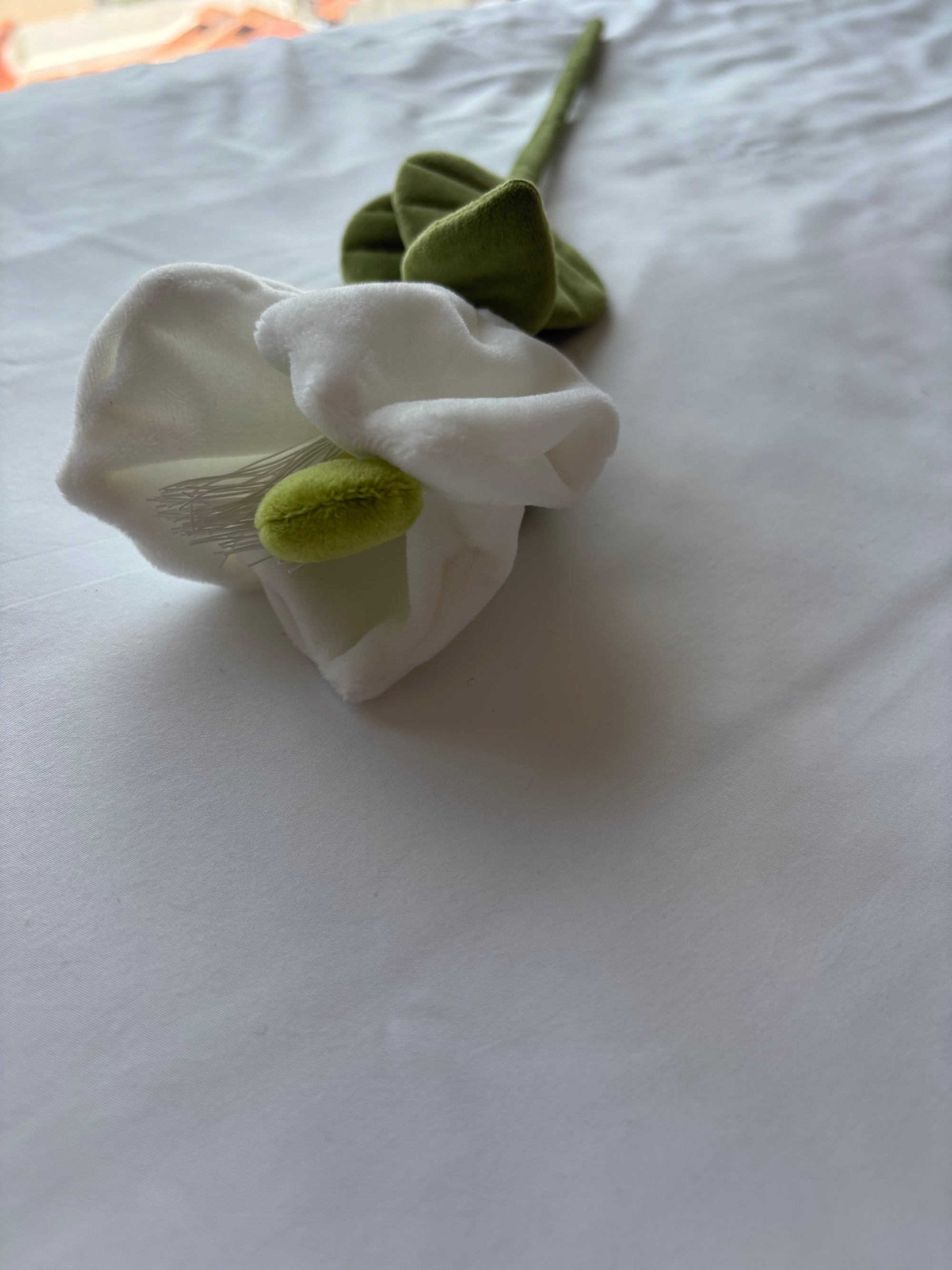 Creamy white CJ Hendry stem from Singapore Flower Market