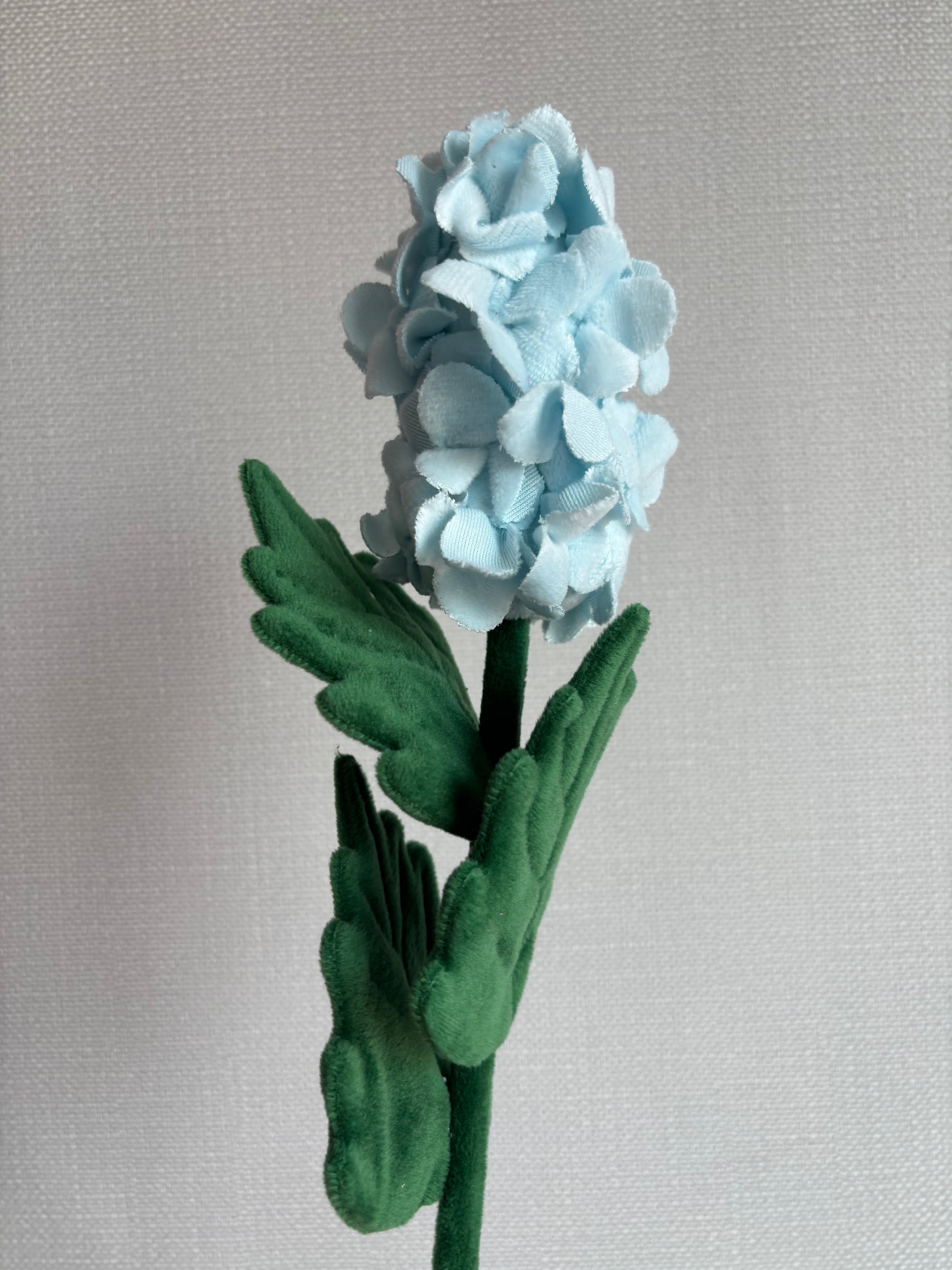 Hyacinth CJ Hendry stem from Singapore Flower Market
