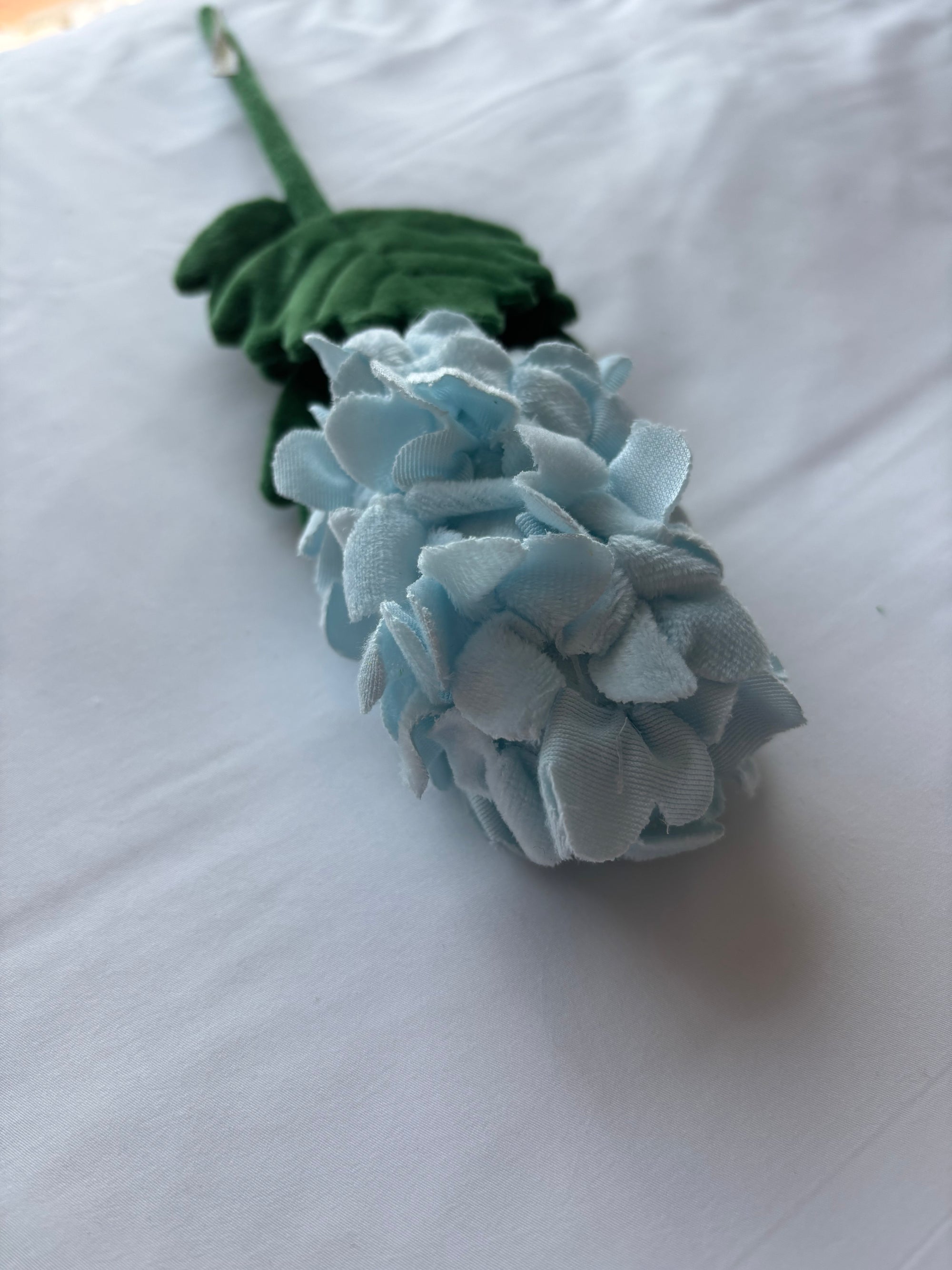 Hyacinth CJ Hendry stem from Singapore Flower Market