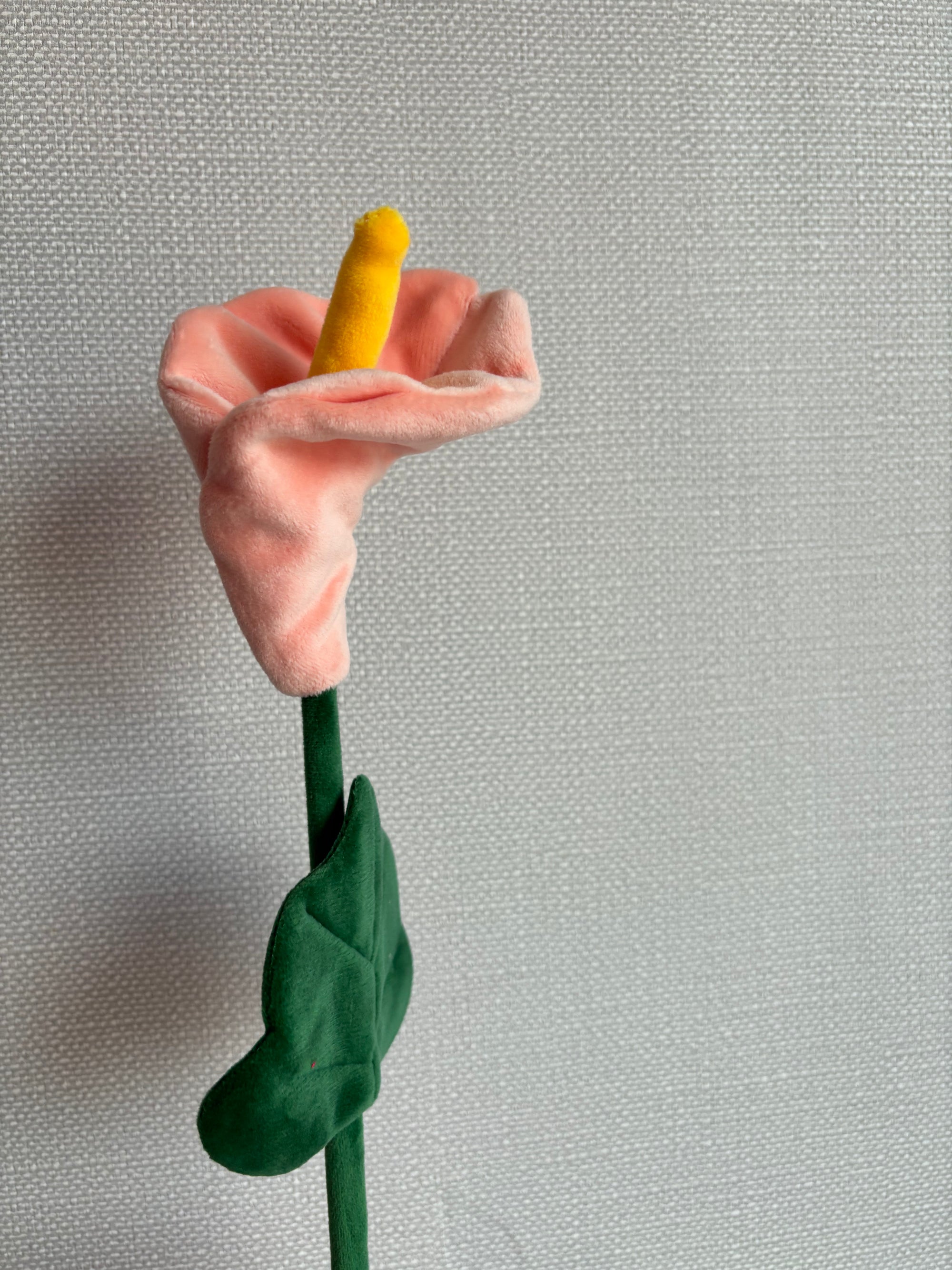 Peachy flower CJ Hendry stem from Singapore Flower Market