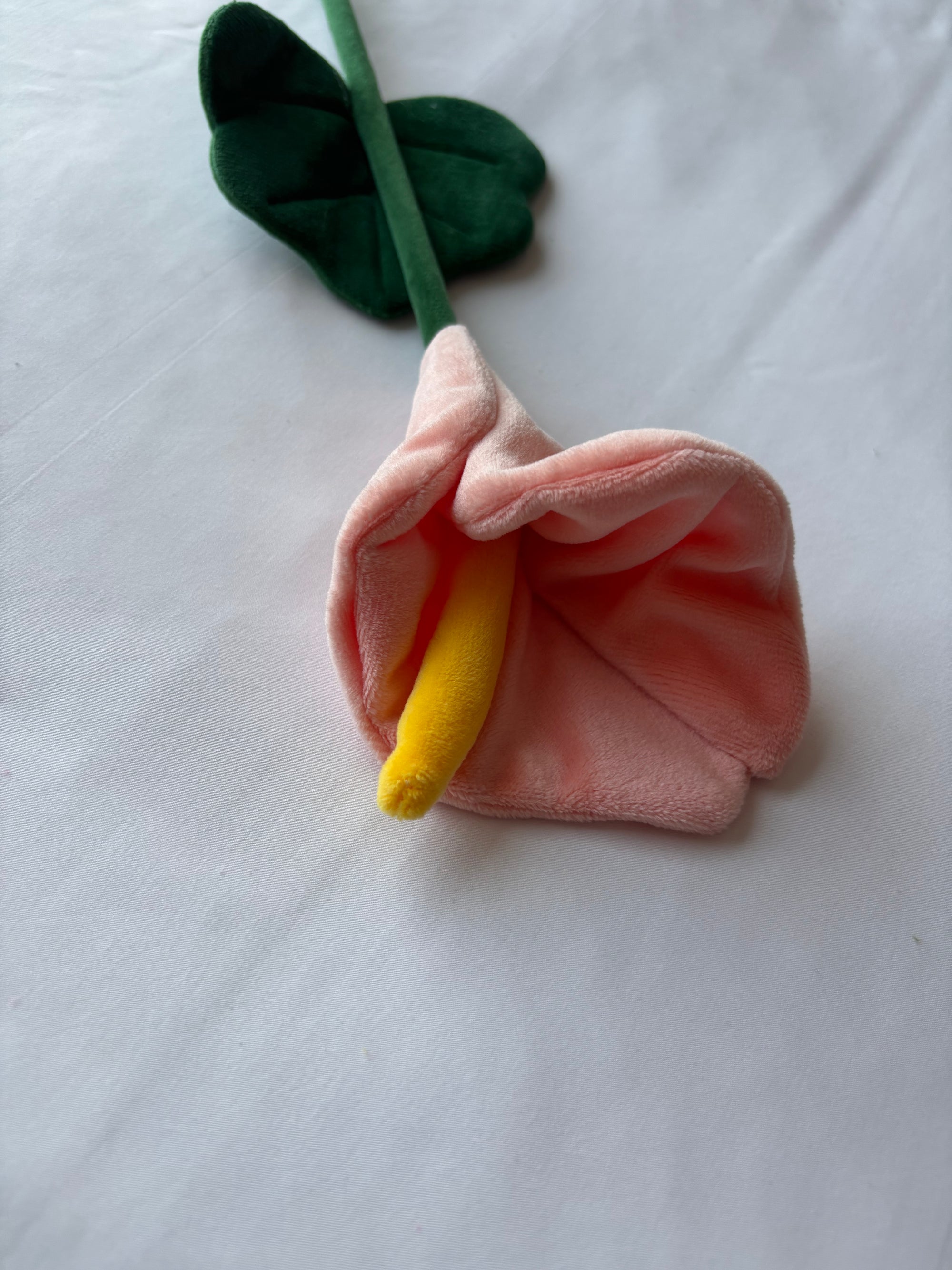 Peachy flower CJ Hendry stem from Singapore Flower Market