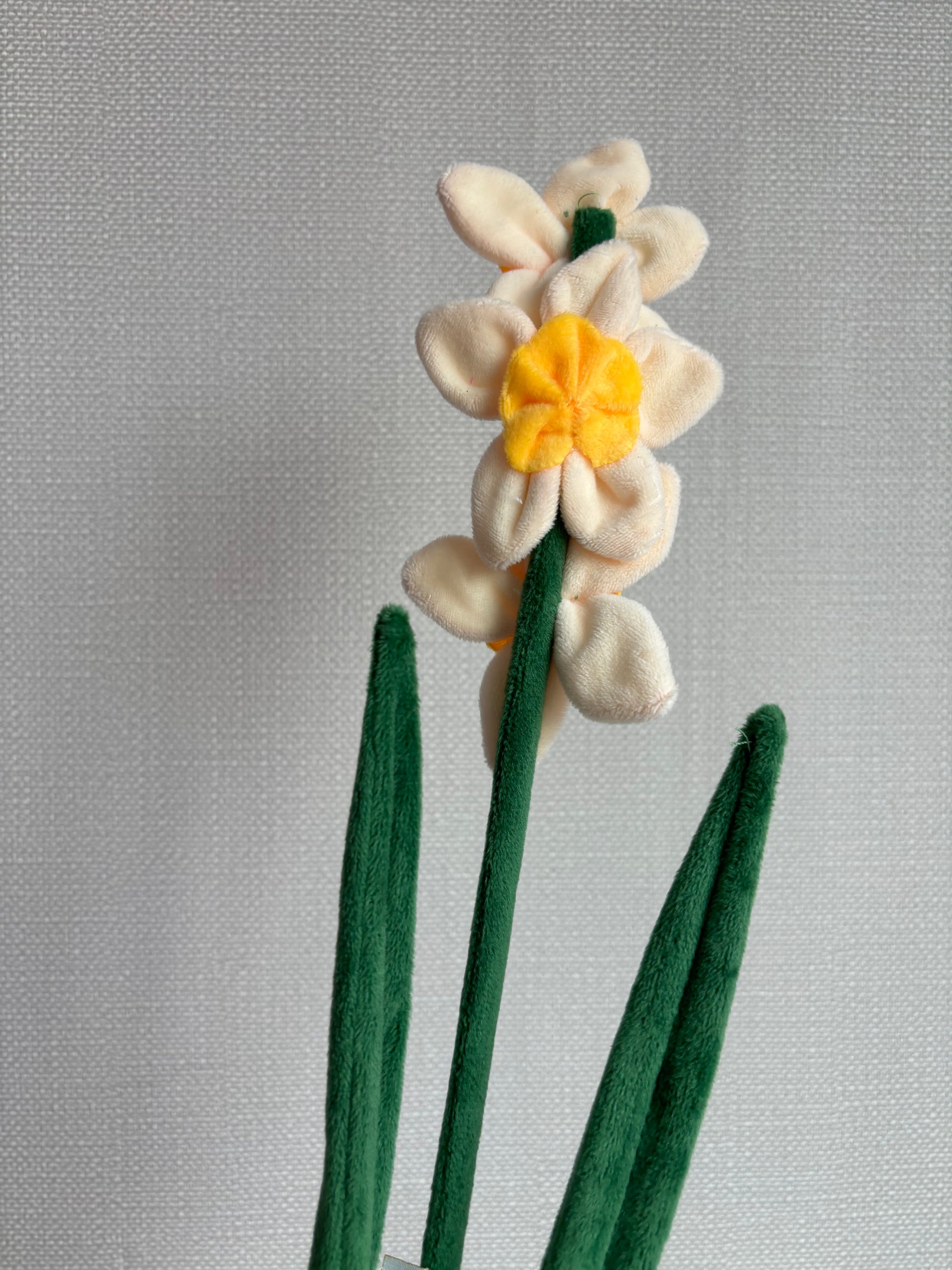 Daffodil flower CJ Hendry stem from Singapore Flower Market