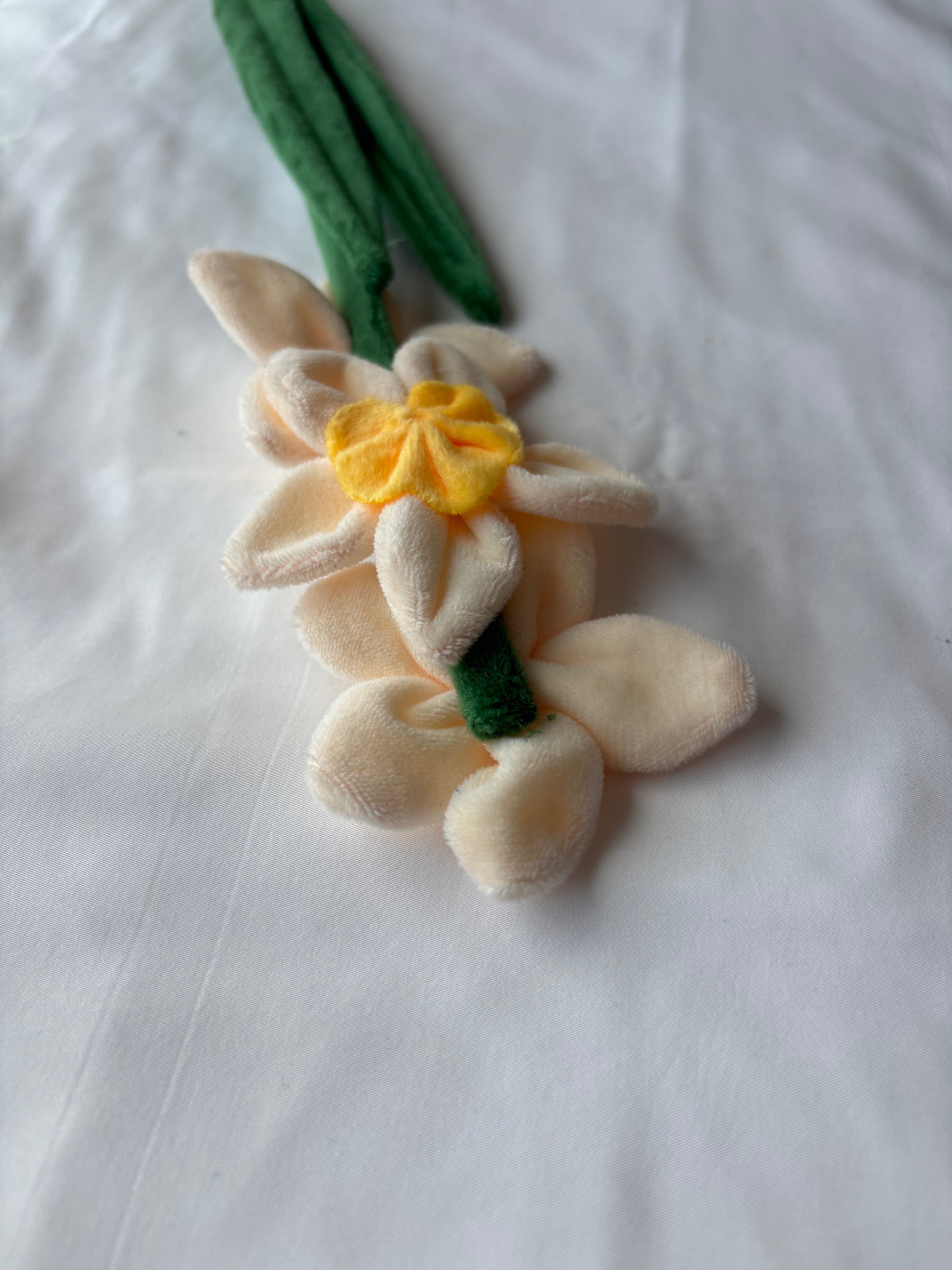 Daffodil flower CJ Hendry stem from Singapore Flower Market