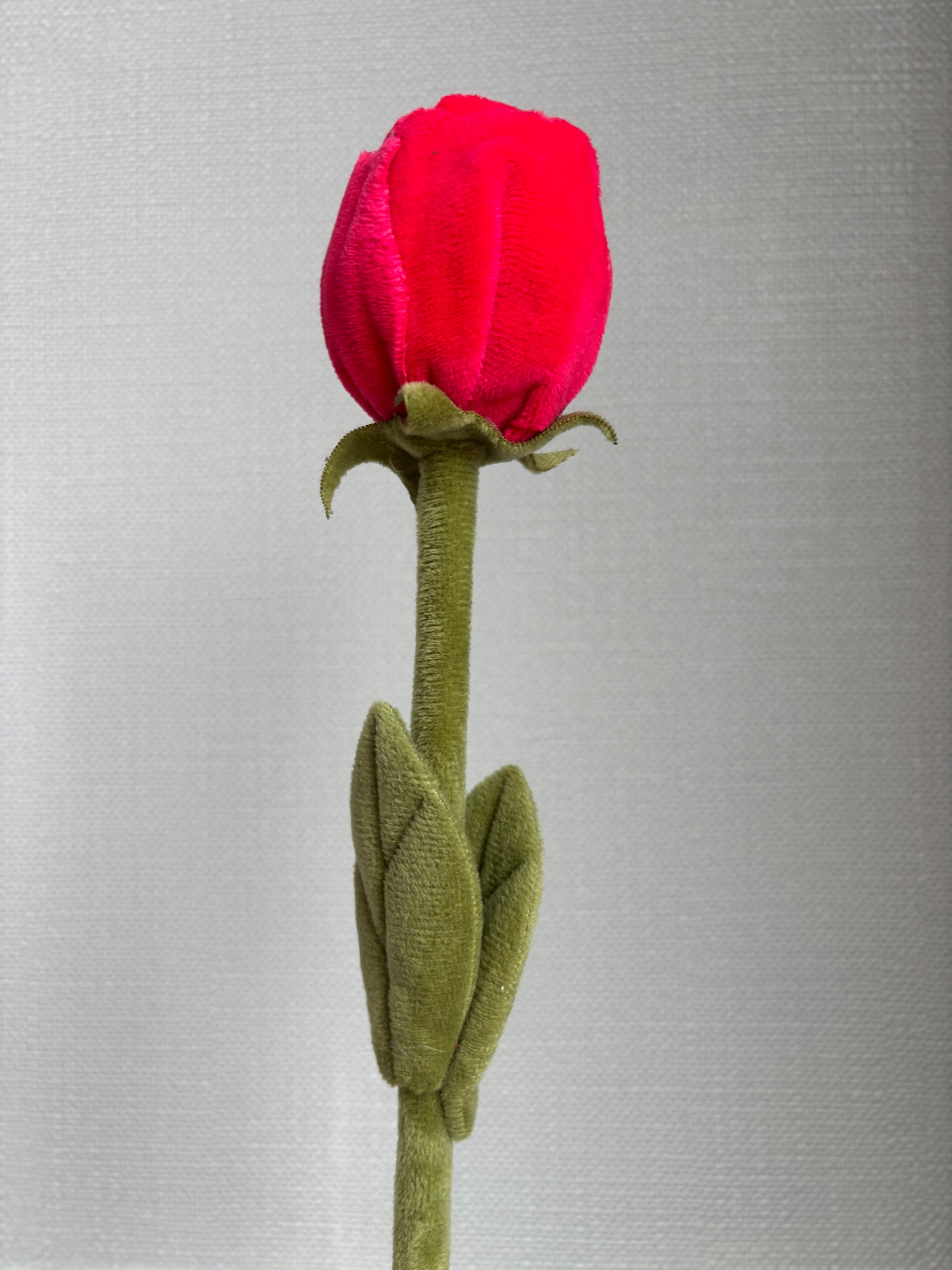 Rose red rose CJ Hendry stem from Singapore Flower Market